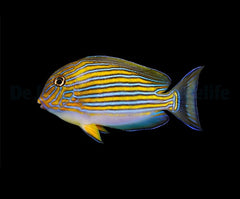 Acanthurus lineatus