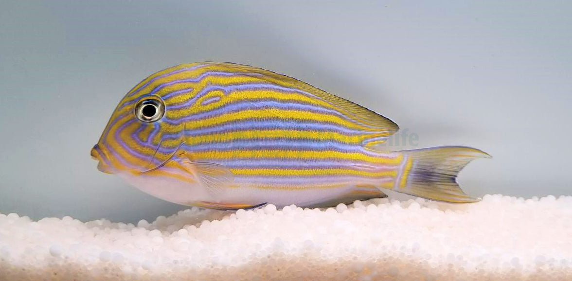 Acanthurus lineatus