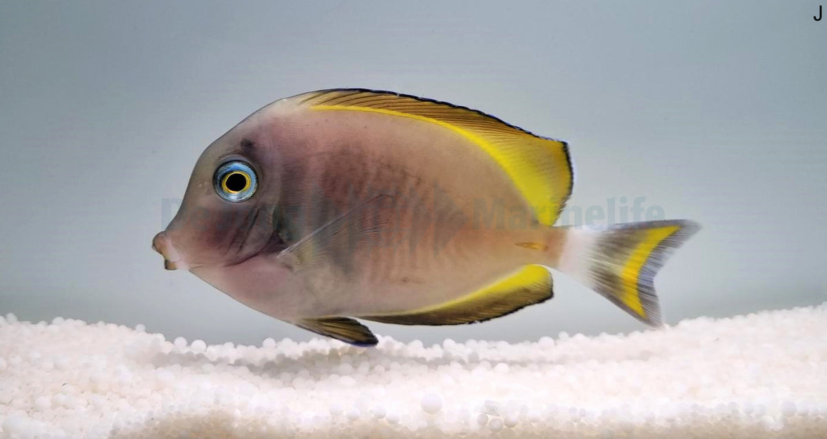 Acanthurus nigricans