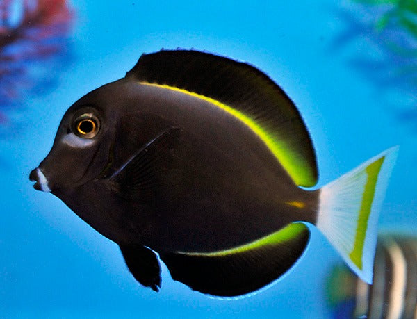 Acanthurus nigricans