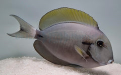 Acanthurus nigricauda