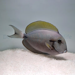 Acanthurus nigricauda