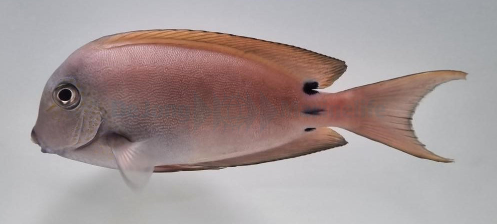 Acanthurus nigrofuscus