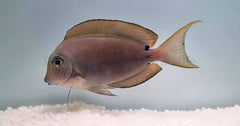 Acanthurus nigrofuscus