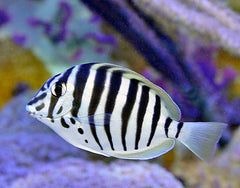 Acanthurus polyzona