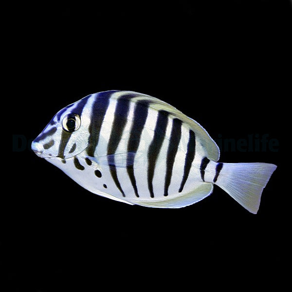 Acanthurus polyzona