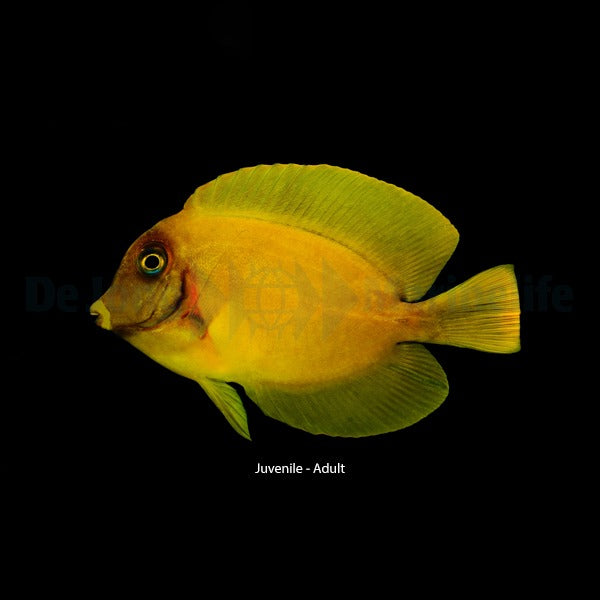 Acanthurus pyroferus (mimic Heraldi)