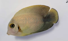 Acanthurus pyroferus