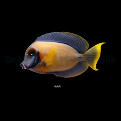 Acanthurus pyroferus (mimic Heraldi)