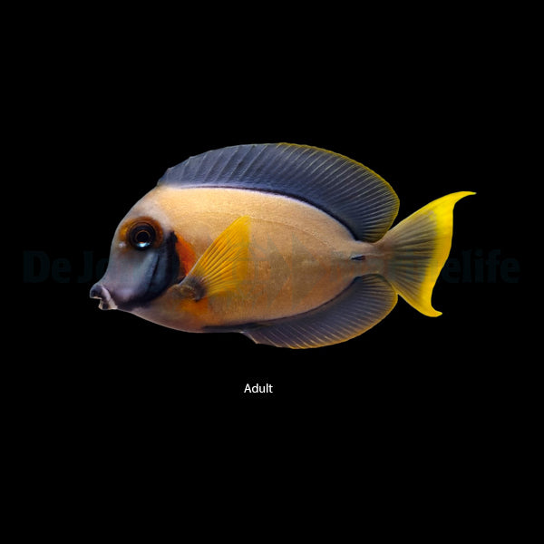 Acanthurus pyroferus (mimic Flavissima)