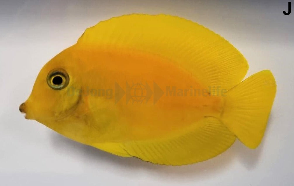 Acanthurus pyroferus (mimic Heraldi)