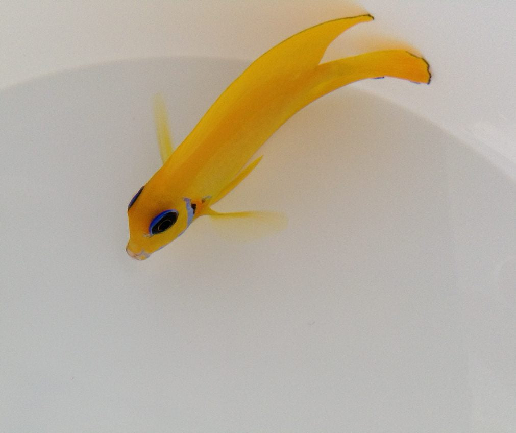 Acanthurus pyroferus (mimic Flavissima)