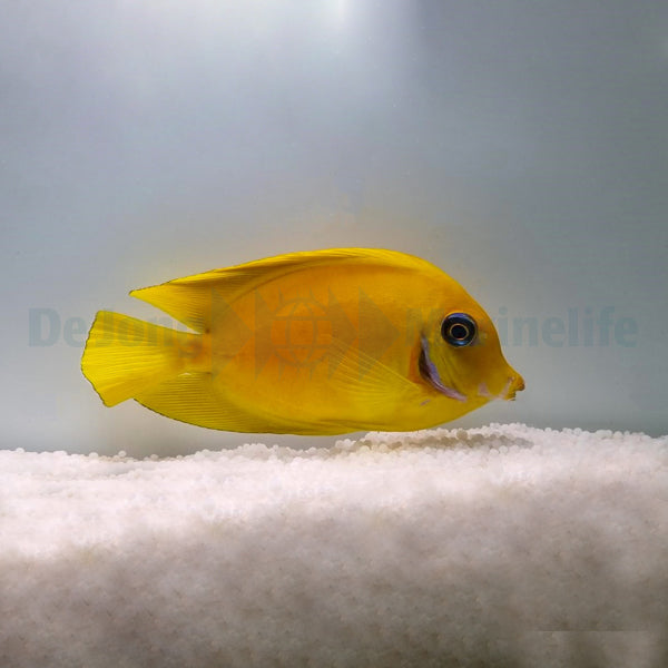 Acanthurus pyroferus (mimic Flavissima)