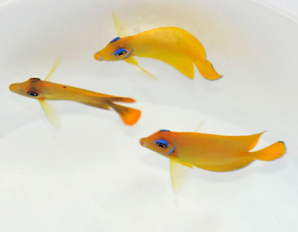 Acanthurus pyroferus (mimic Flavissima)