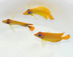 Acanthurus pyroferus (mimic Flavissima)