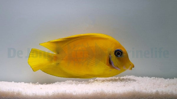 Acanthurus pyroferus (mimic Flavissima)