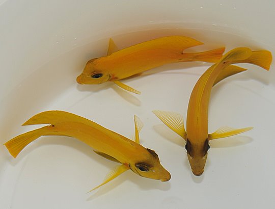 Acanthurus pyroferus (mimic Heraldi)