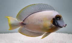 Acanthurus pyroferus