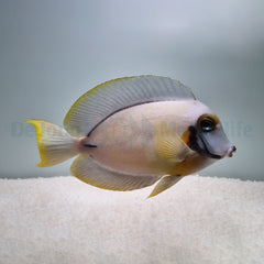 Acanthurus pyroferus