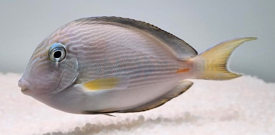 Acanthurus sohal