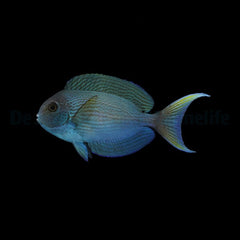 Acanthurus thompsoni