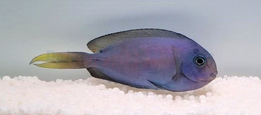 Acanthurus thompsoni