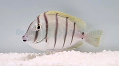 Acanthurus triostegus