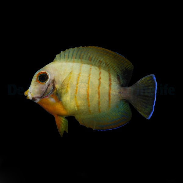 Acanthurus tristis