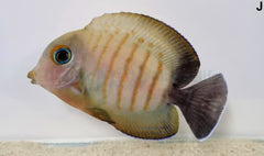 Acanthurus tristis