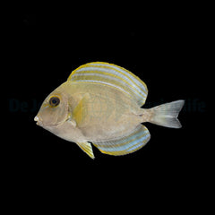 Acanthurus xanthopterus