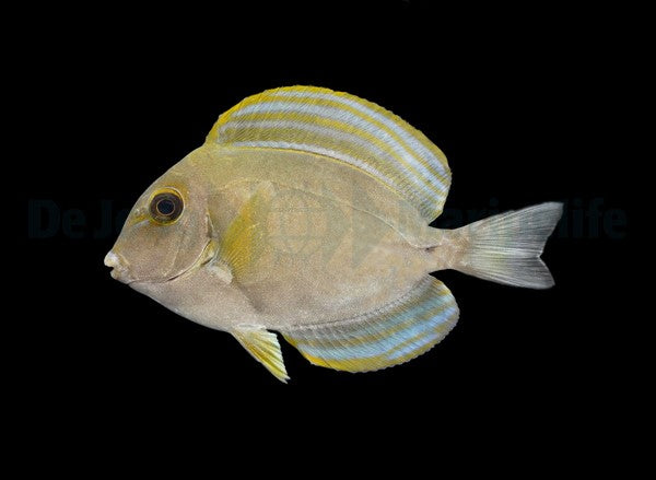 Acanthurus xanthopterus