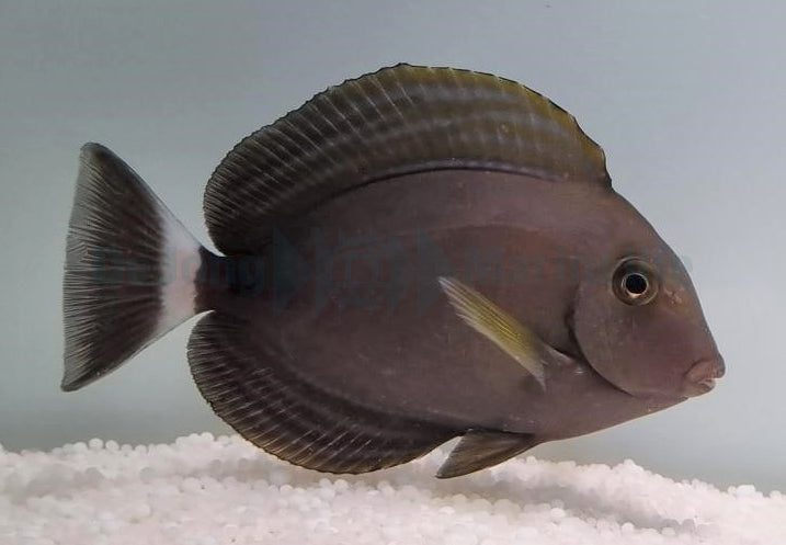 Acanthurus xanthopterus