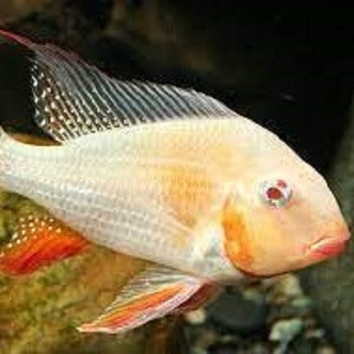 Acarichthys heckelii albino 3-4 cm