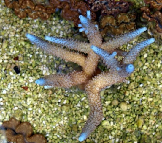 Acropora abrolhosensis