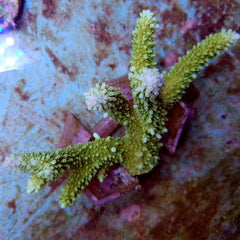 Acropora abrotanoides