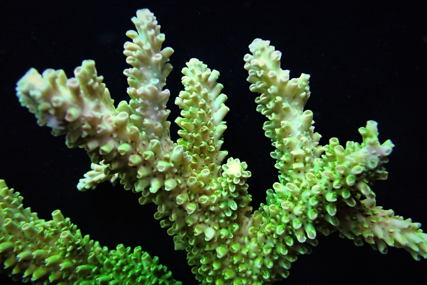 Acropora abrotanoides