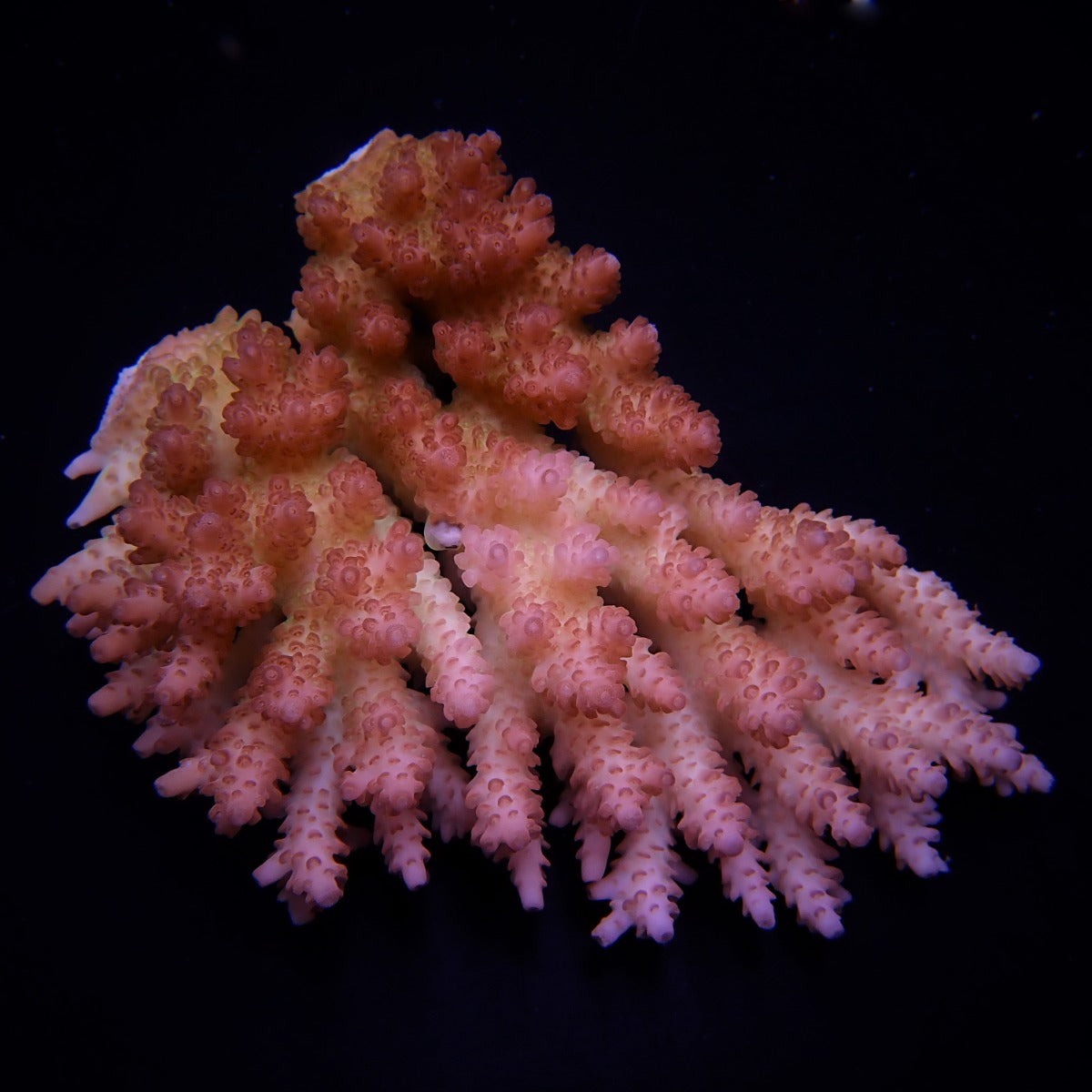 Acropora anthocercis