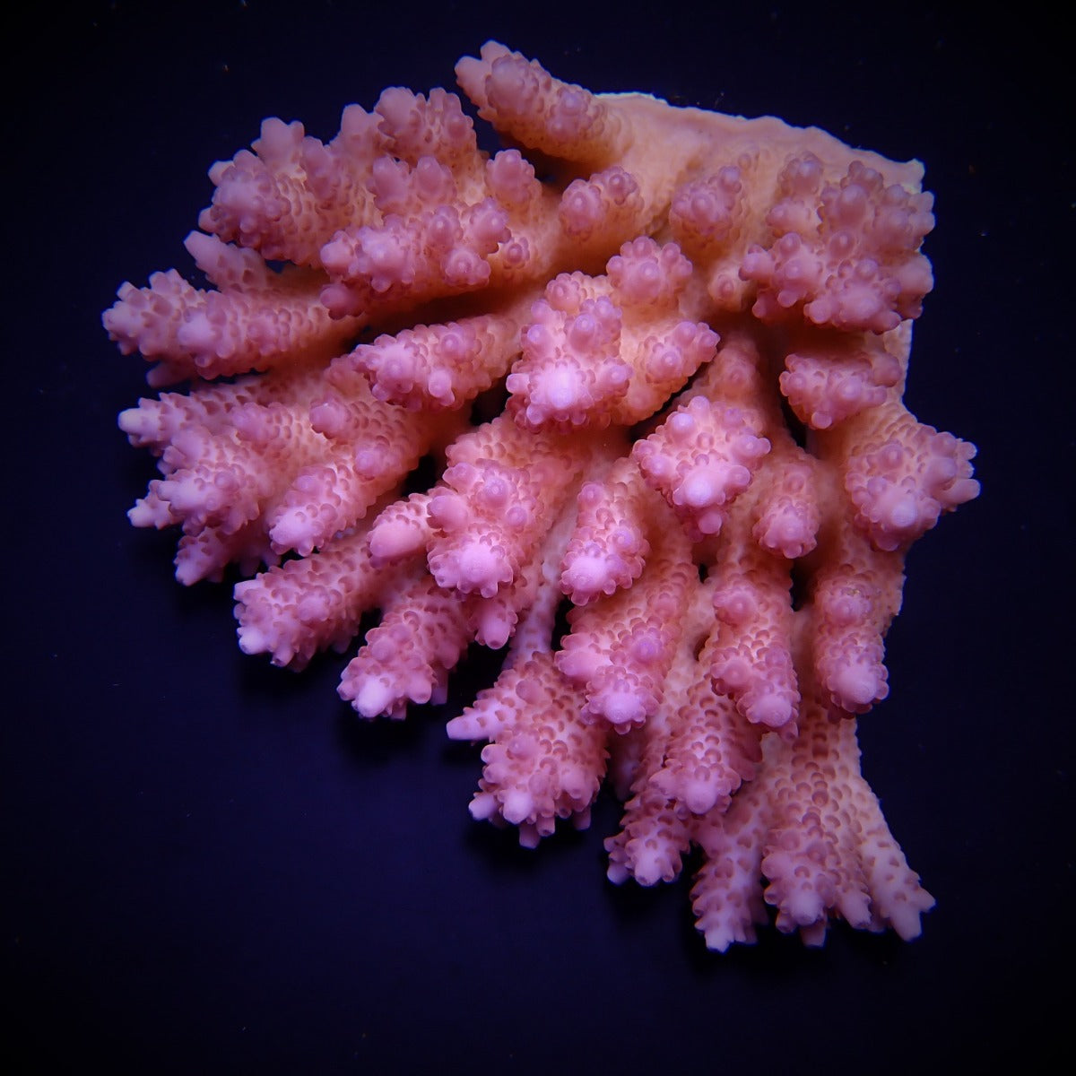 Acropora anthocercis