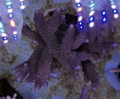 Acropora aspera