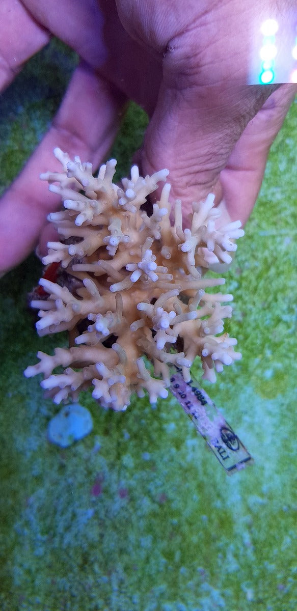 Acropora carduus