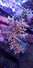 Acropora carduus