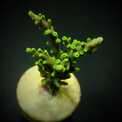 Acropora carduus