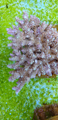 Acropora chesterfieldensis