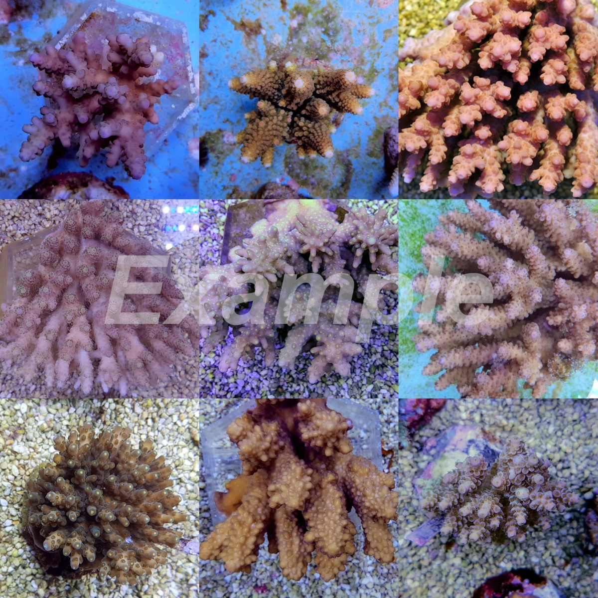 Coral pack - Acropora Common 5 pcs (medium)