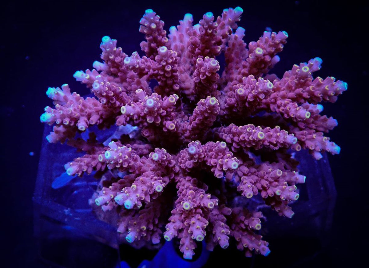 Acropora cytherea