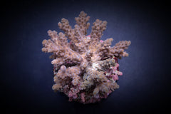 Acropora cytherea