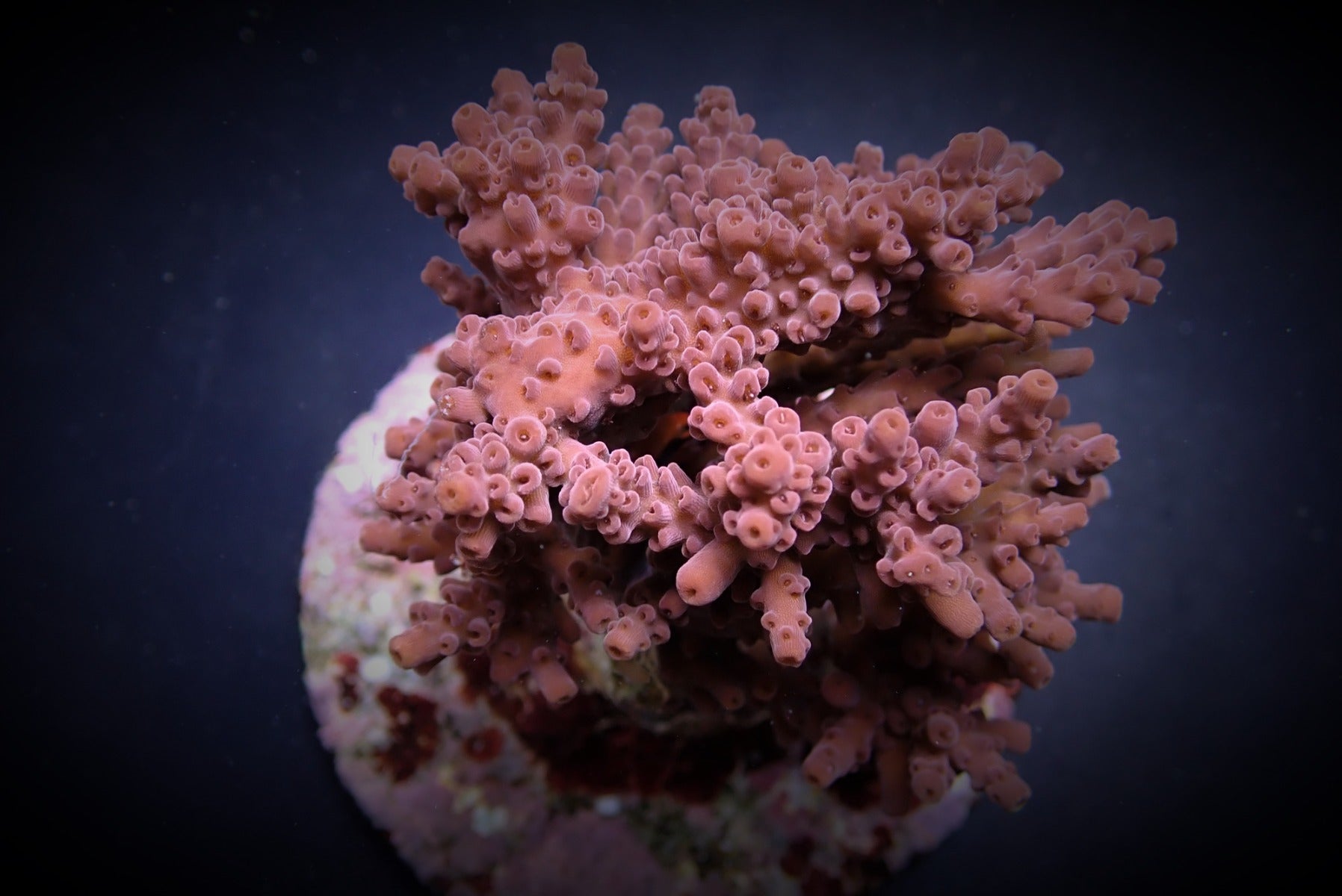 Acropora cytherea