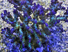 Acropora desalwii