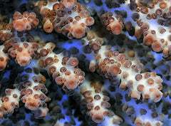 Acropora desalwii