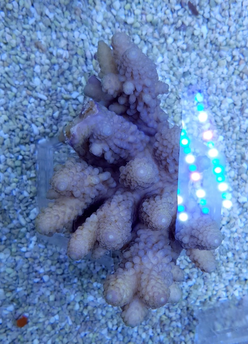 Acropora digitifera